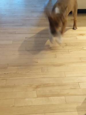 A post by @alllyyxx on TikTok caption: Jagger's got the moves like Jagger! #MyFutureThanksMe #foryoupage #fyp #tiktokcanada #foster #fosterpuppy #adoptme #calgary #pause4change