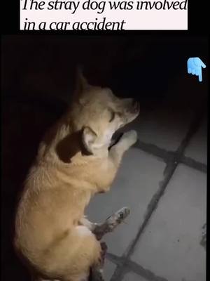 A post by @firetrip6805 on TikTok caption: #pet #succour #dogs #dog #foryou #fyp