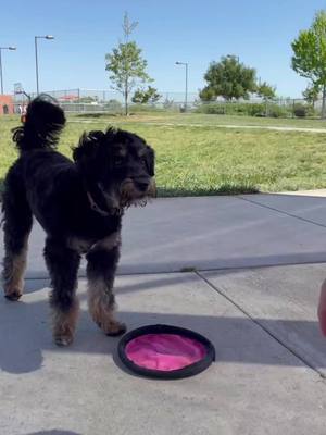 A post by @zuritheaussiedoodle on TikTok caption: True puppy happiness 🥺 Her smile at the end is EVERYTHING! #frisbeedog #aussiedoodle #puppy #zuridoodle