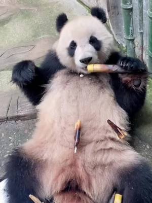 A post by @pethomed on TikTok caption: #panda #animal #foryou