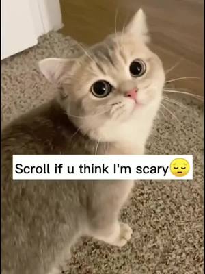 A post by @test007_cat on TikTok caption: #greenscreenvideo #fyp #pet #cat #foryou