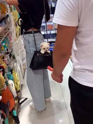 A post by @angelhoodmeng111 on TikTok caption: #puppy #tik_tok #lovely #cute