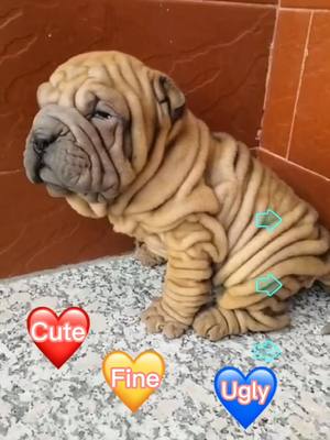 A post by @petelves on TikTok caption: #dog #puppy #puppydog #puppylove