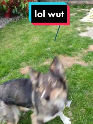 A post by @pupperpiper on TikTok caption: Spin puppy! Spin! #fyp #Love #puppy #cute #garden #husky #germanshepherd #spin #twirl #cheeky #dog