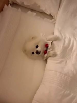 A post by @freeyomindk on TikTok caption: Who said you’re allowed to sleep in my bed? Well I did🤣#pomeranian#dogsoftiktok