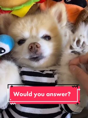 A post by @luccathepom on TikTok caption: Lucca is calling, would you answer? #pomeranian #OneStepCloser #WidenTheScreen #dogsoftiktok #dogsvideo #dog