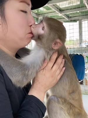 A post by @sharon9661 on TikTok caption: #monkey #animal