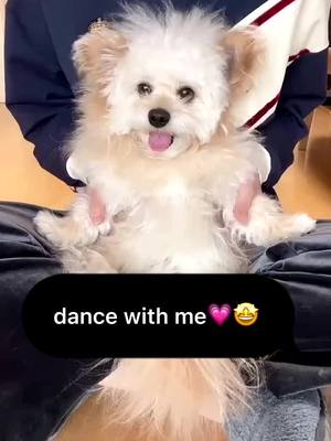 A post by @petpet_cute on TikTok caption: dance with me guys. #WorthTheWait #OneStepCloser #pet #cute #fyp #animal #music