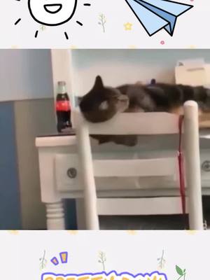 A post by @catparents7 on TikTok caption: It all happened so fast 🤣🤣#cat #kitten #catlover #pet #foryoupage #fyp #funny #funnyvideos