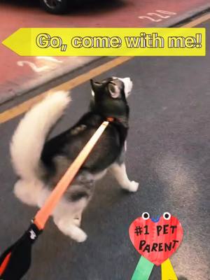 A post by @petpet_cute on TikTok caption: Am I walking the dog, or is the dog walking me? #fun #just4you #petlover #Husky #dogsoftiktok