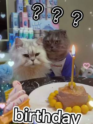 A post by @petpet_cute on TikTok caption: we are celebrating two cats' birthday. #funny videos #fun #catsoftiktok