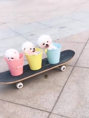 A post by @ttttiktokgirl.a on TikTok caption: #teacupdogs #PetsOfTikTok #fypシ