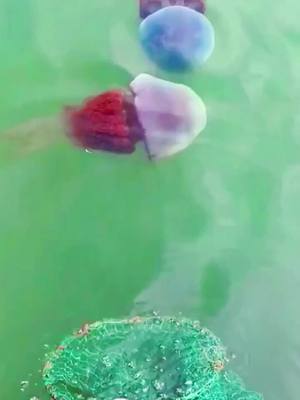 A post by @afnfgh5 on TikTok caption: #jellyfish #fyp #funny #sea #beach