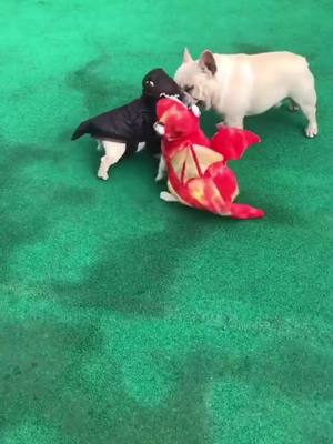 A post by @freeyomindk on TikTok caption: Lil Dino🦖meets lil dragon🐉#wtf#frenchie#dogsoftiktok