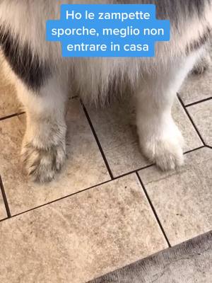 A post by @ozzythemalamute on TikTok caption: IG: ozzythemalamute #ozzythemalamute #perte #neiperte