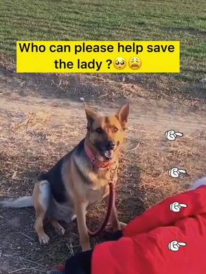 A post by @cutepetsstories on TikTok caption: Who saved that lady?#dogsavehuman #dogofticktok #indanger #doghelpman #dogstory #dogstory #dog