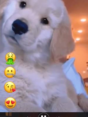 A post by @pets.area on TikTok caption: How do u look when u saw me?cmt 👉🏻#fyp #pets #puppy #dog