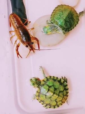 A post by @blackvvvt on TikTok caption: 🇺🇸🦞 vs 🐢🇺🇸   Who do u think will win? #turtle #vs #pet #fypシ