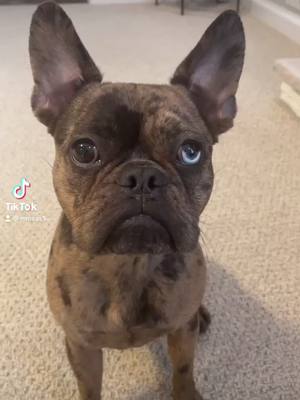 A post by @oakleythefrenchie on TikTok caption: Oakleyyyy 😍 #symmetry #fyp #WorthTheWait #frenchie #frenchiesoftiktok #cute #doggo #Love #xyzbca #PetsOfTikTok #smile #share