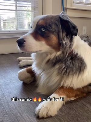 A post by @dognameddax on TikTok caption: #Inverted #ZitHappens #dogsoftiktok #WorthTheWait