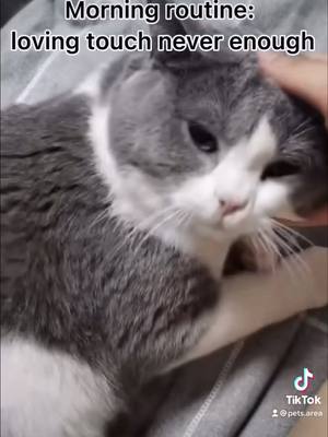 A post by @pets.area on TikTok caption: Want to be friend with me? #cats #pets #fyp