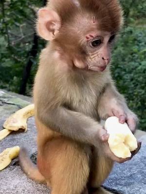 A post by @tebchuutl on TikTok caption: Adorable 😊😊😊 #monkey #animal #cute #fyp