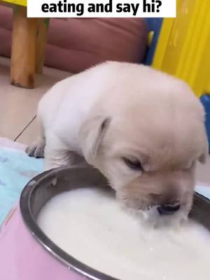 A post by @pets.area on TikTok caption: Hi 😘 #fyp #puppy #pets