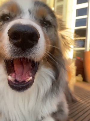 A post by @oletheaussie on TikTok caption: ole!? #australianshepherd#foryoupage#dogontiktok#dog