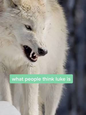 A post by @lucas.hamilberg on TikTok caption: lukee #fyp #dog #foryoupage