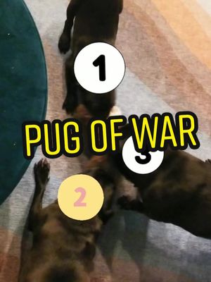 A post by @threeblackpugs on TikTok caption: quick! who wins? 1 2 or 3? #pugofwar #pugsoftiktok #puglife #pug