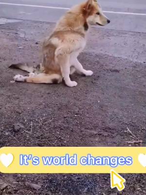 A post by @cutepet33 on TikTok caption: Will you like it ? #foryoupage #puppy #dogs #stray #poor #dog