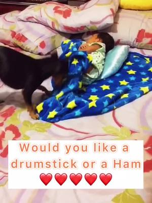 A post by @loveanimals686 on TikTok caption: Would you like a drumstick or a Ham#doggo