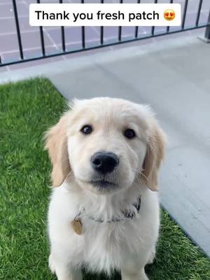 A post by @allienerwinski on TikTok caption: When in doubt... @freshpatch #pottytrain #foryou #foryoupage #puppy #PetsOfTikTok   #earthday #fyp #songfacts #tiktoker