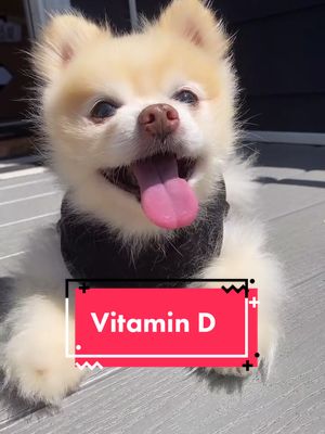 A post by @luccathepom on TikTok caption: #vitamind #sunshine #puppy #dogsoftiktok #dogs #smile #Destinationdepop