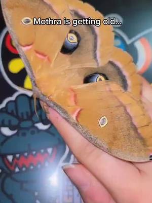 A post by @phoenixfriends on TikTok caption: I love this old lady 💕 #polyphemusmoth #polyphemous  #insects #bugs #moth #entemology