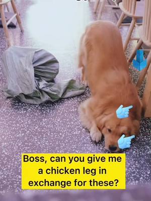 A post by @cutepets1212 on TikTok caption: #fyp#pet #doggy #dogsmart #petlovers #goldenhair