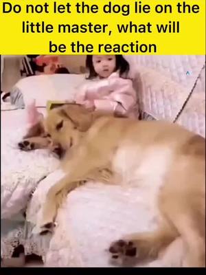 A post by @cutepets1212 on TikTok caption: #fyp #pet #petlovers #doggy #dogsmart