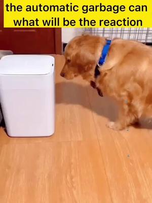 A post by @cutepets1212 on TikTok caption: #fyp #pet #petlovers #doggy #goldenhair