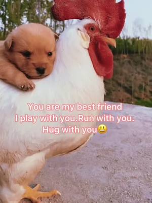 A post by @cutepets1212 on TikTok caption: #fyp #friendship