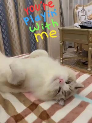 A post by @hosdog01 on TikTok caption: okay? #WorthTheWait #catslover #hosdog #wuvyou #catsoftiktok #kitty #foryou