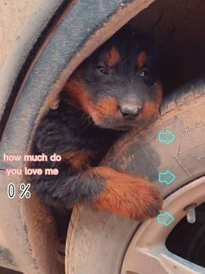 A post by @petelves on TikTok caption: #dog #puppy #puppydog #puppylove #dogcry