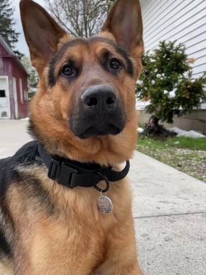 A post by @asherthegermanshepherd on TikTok caption: If you love this cool tag, check out @wanderingnorthco ❤️#birthday #dogtag #dog #puppy #cute #gsd #adorable