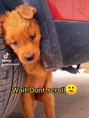 A post by @petsdoggood on TikTok caption: #poor #abandoned #doglover #foryourpage