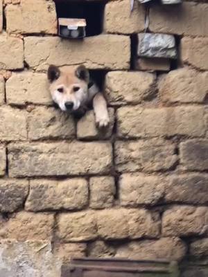 A post by @pets.area on TikTok caption: Good morning, I'm stuck 😭😭😭#dog #puppy#pets #fyp #犬