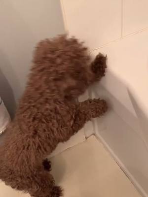 A post by @cindylee0811 on TikTok caption: Puppy probs #dogsoftiktok #puppy #problem #fyp #foryou #foryoupage