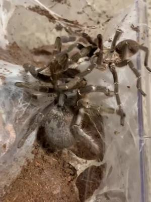 A post by @tarantaholic on TikTok caption: If your curious what tarantula 👀 looks like this is my pair of Ceratogyrus darlingi #tarantula #tarantulasoftiktok #spider #fyp #foryoupage