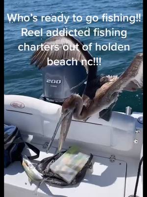 A post by @tyler_phillips08 on TikTok caption: Reel Addicted fishing charters!! Find us on facebook!! Holden beach NC. #ShowerWithMoxie #EnvisionGreatness #fishing #saltwater #letsgo #fyp