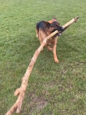 A post by @gsd.uk on TikTok caption: Max found a stick 🪵 !!! #germanshepherd #gsd #bestdogsoftiktok #dog #WhoTheBaddest