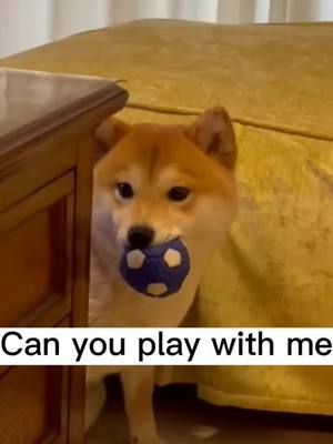 A post by @cutepetstar on TikTok caption: #doggy #sad#play#cute Can you play with me?