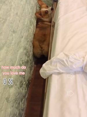 A post by @petelves on TikTok caption: #dog #puppy #puppydog #puppytiktok #puppylove